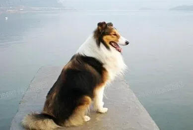 苏格兰牧羊犬吃什么狗粮 根据其身长情况 | 苏格兰牧羊犬