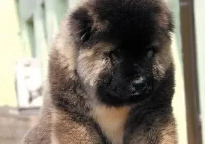 高加索犬|高加索犬特别不爱吃饭是为什么