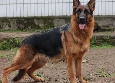 德国牧羊犬|为什么不能与德国牧羊犬亲密接触