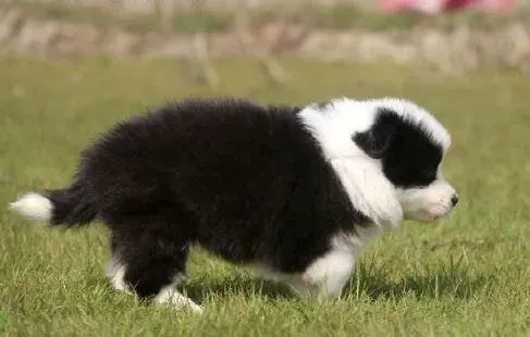 边境牧羊犬|怎样纠正边境牧羊犬的厌食行为