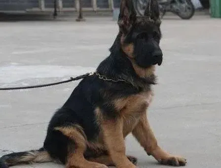 德国牧羊犬|德国牧羊犬鼻头颜色越来越淡是什么原因