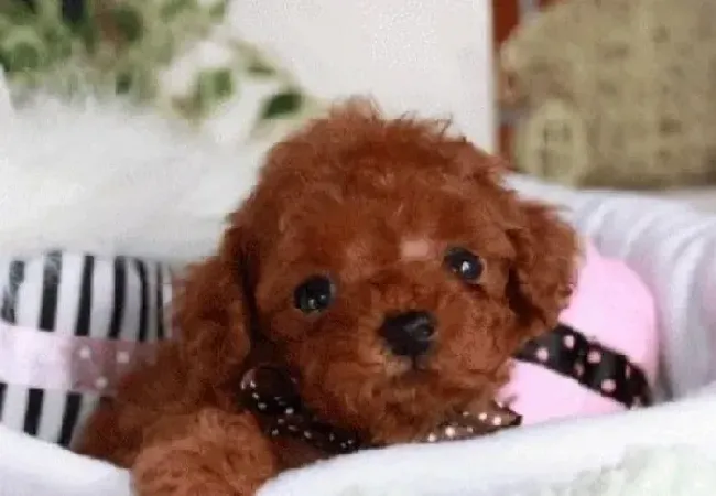 泰迪犬|俏皮小可爱 泰迪犬穿衣利弊以及穿衣方法
