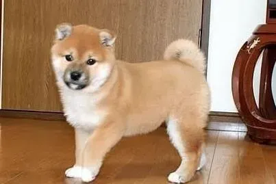 秋田犬|光鲜靓丽的毛发——秋田犬在食物中吃出来的