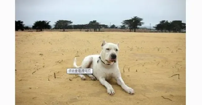 杜高犬|如果杜高犬长期拉血便 肯定是得了小病毒肠炎