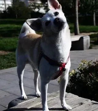 秋田犬|狗狗健康成长的重要环节——给秋田犬刷牙