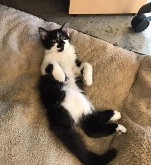 超霸气的助理猫咪 给狗狗上课成为狗狗班长