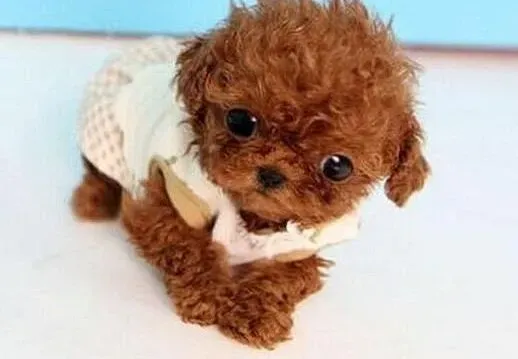 贵宾犬|让贵宾犬学会永远追随主人脚步的方法
