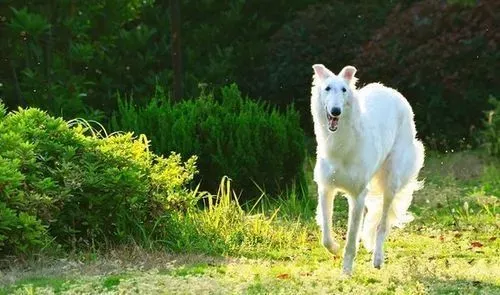 苏俄猎狼犬怎么样 对孩子不是很有耐心 | 苏俄猎狼犬