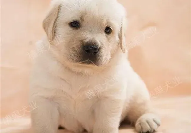 拉布拉多|两个月的拉布拉多犬需要打什么针