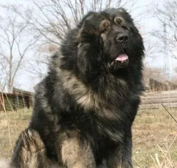 高加索犬食量 高加索的食量比较大 | 高加索犬
