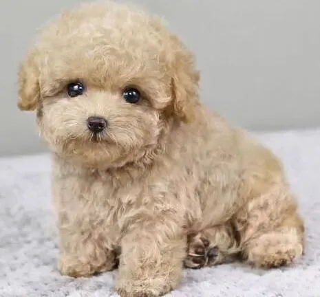 泰迪犬|饮食要合理 主人饲养泰迪犬有讲究