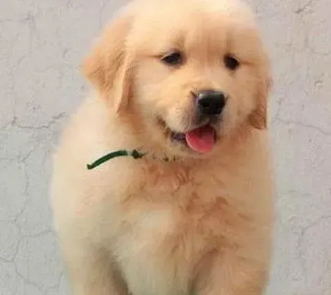 金毛|金毛犬除了狗粮以外什么也不吃，极其挑食