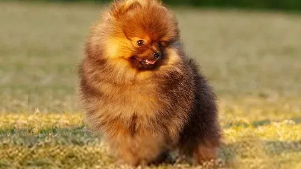 博美犬|英系博美犬神经质，饲养英系博美犬注意事项