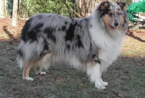 苏格兰牧羊犬|主人必须要重视苏格兰牧羊犬肥胖的问题
