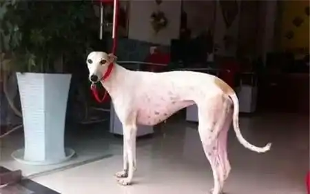 灵缇犬的介绍 标准灵缇犬的外表特征 | 灵缇犬