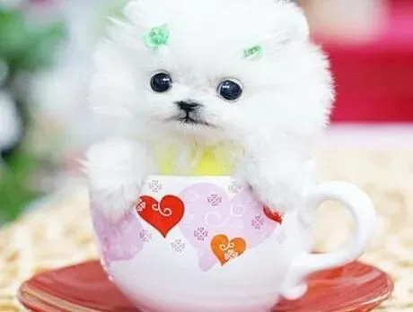 博美犬|博美犬生理性与病理性的呕吐该怎样治疗