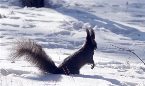 雪地松鼠和魔王松鼠的区别 雪地松鼠四季都有耳毛 | 雪地松鼠