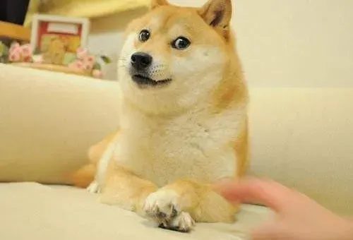 柴犬|最近柴犬总是乱吃东西如何改正这个毛病