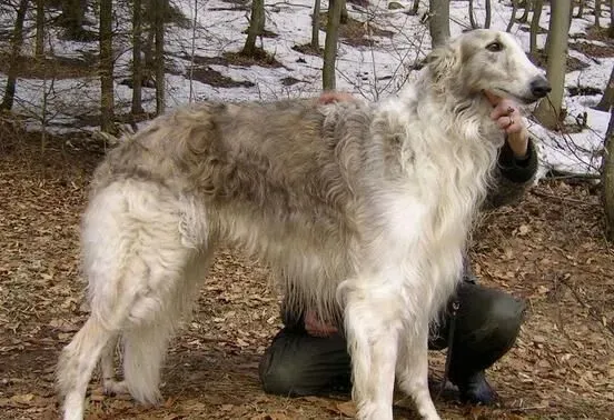 苏俄猎狼犬特点 苏俄猎狼犬的性情特点 | 苏俄猎狼犬