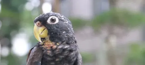 青铜翅鹦鹉的饲养 十分适合家庭饲养 | 鹦鹉