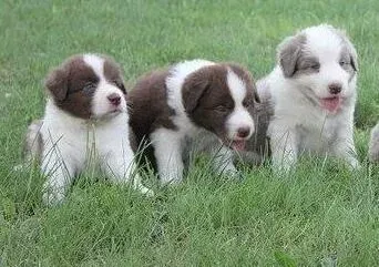 边境牧羊犬|边境牧羊犬身上出现湿疹，很痒用什么药好