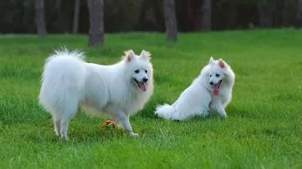 银狐犬|怎样培养银狐犬遇事不慌乱警惕心强