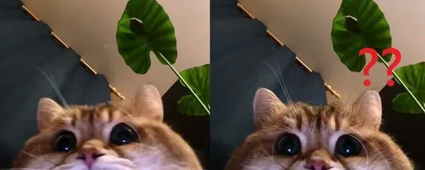 肉包脸生物露出疑惑表情 可爱到爆这是花栗鼠吧? | 猫