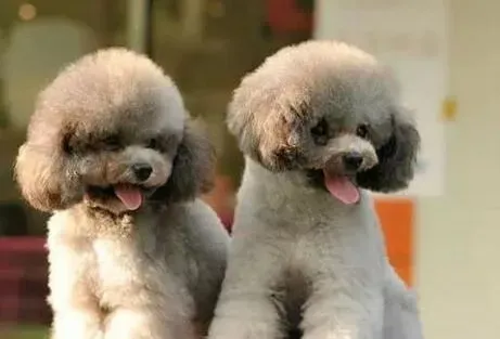 贵宾犬|贵宾犬的毛发干枯没有光泽怎么办