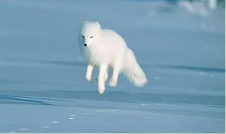 银狐犬|银狐犬的尿会害死矮灌木植物