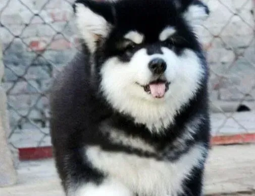 阿拉斯加犬|如何给阿拉斯加犬挤肛门腺 求解答