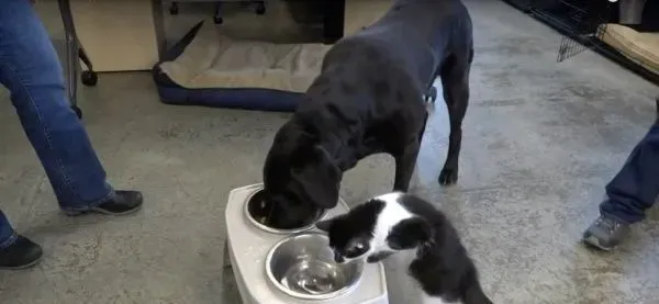 超霸气的助理猫咪 给狗狗上课成为狗狗班长 | 猫
