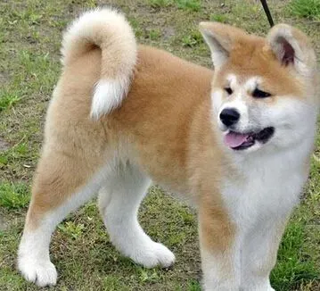  秋田犬聪明吗 是十分聪明和活泼的犬 | 秋田犬