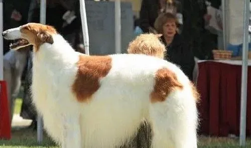 苏俄猎狼犬特点 苏俄猎狼犬的性情特点 | 苏俄猎狼犬