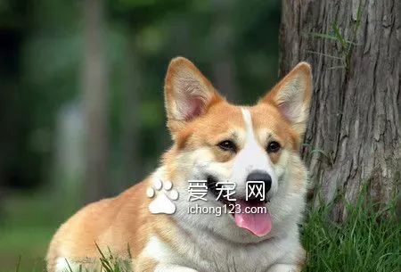 狗死了怎么办 狗狗遗体的处理方法 | 狗