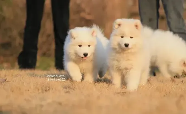 萨摩耶|怎么训练萨摩耶犬摆出优美的姿势