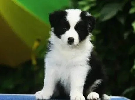 边境牧羊犬|边境牧羊犬不吃狗粮怎么办