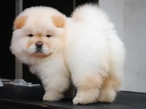 松狮犬|初春季节训练松狮犬秘籍大公开