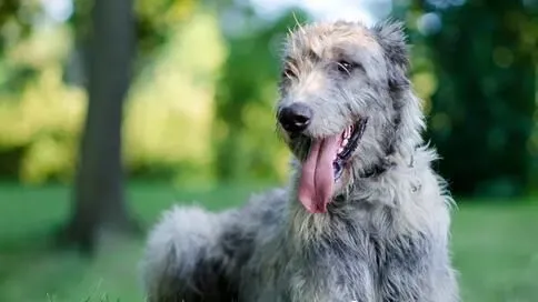 爱尔兰猎狼犬护主吗 是优秀的守门犬 | 爱尔兰猎狼犬