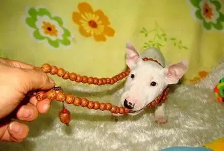 牛头梗|我家牛头梗应如何训练它学会一些技能