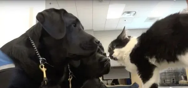 超霸气的助理猫咪 给狗狗上课成为狗狗班长 | 猫