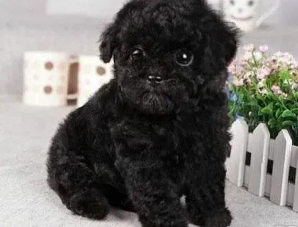 贵宾犬|抵抗衰老 如何让贵宾犬安享晚年