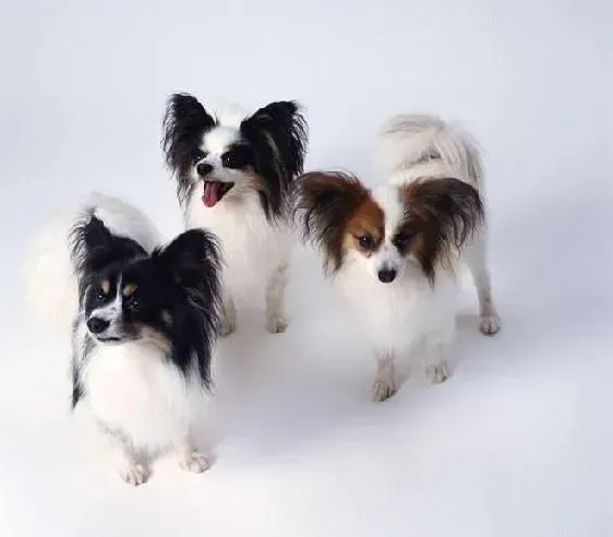 蝴蝶犬|从哪几个方面入手解决蝴蝶犬的腹泻