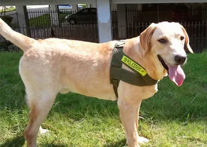 拉布拉多是导盲犬吗 该犬训练成功率较高 | 拉布拉多