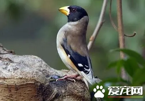 蜡嘴雀的饲养 蜡嘴雀冬天饲养的方法 | 蜡嘴雀