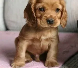 可卡犬|可卡犬的鼻子不黑还长白斑的原因
