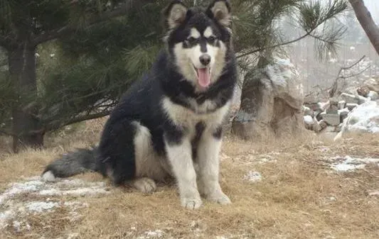 阿拉斯加犬|带狗出门不尴尬 祛除阿拉斯加犬身上的异味有方法