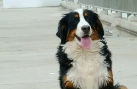 伯恩山犬|训练效能手册 训练伯恩山犬不能缺少的两大任务
