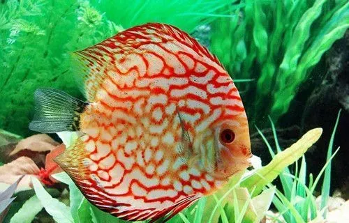 七彩神仙鱼怎么换水 换水需要注意的事项 | 七彩神仙鱼