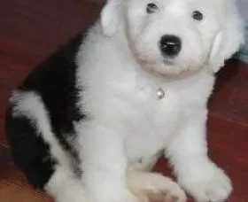 古代牧羊犬|导致古代牧羊犬挑食的主要原因
