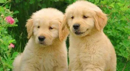 金毛|金毛犬被测出狗瘟求解决方法
